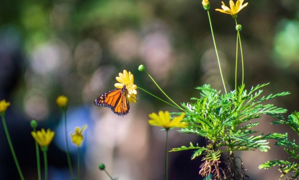 Monarch Count Shows Another Sharp Decline